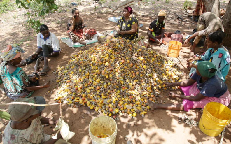 Cashew farming, Mtwara