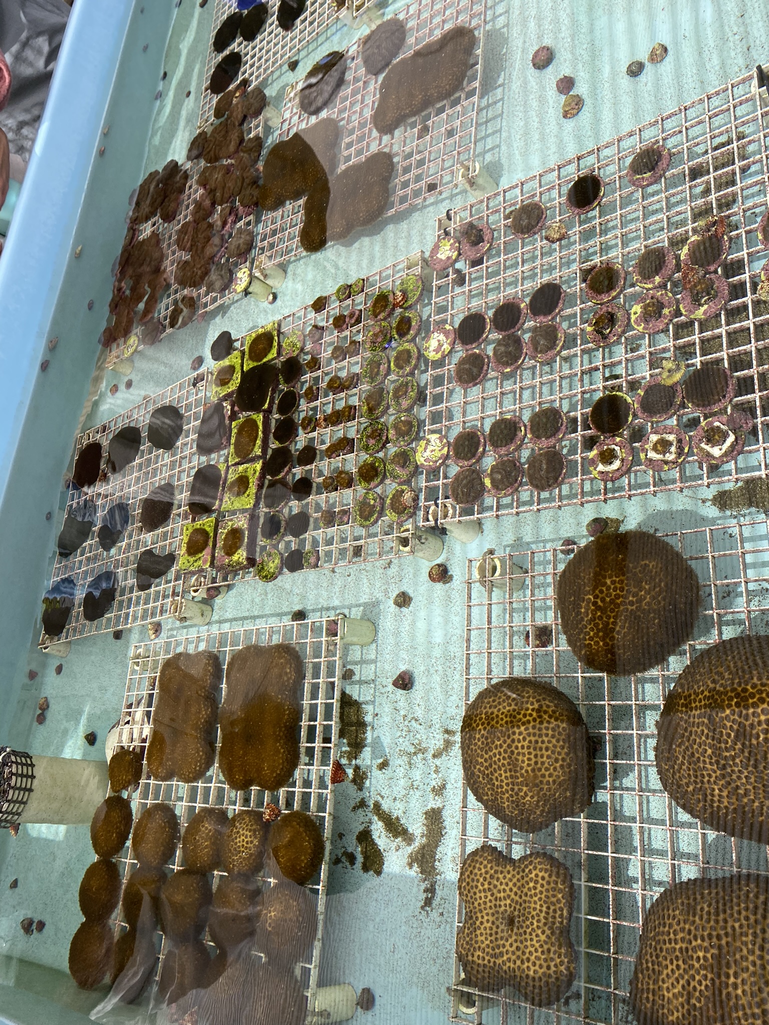 Coral microfragmentation
