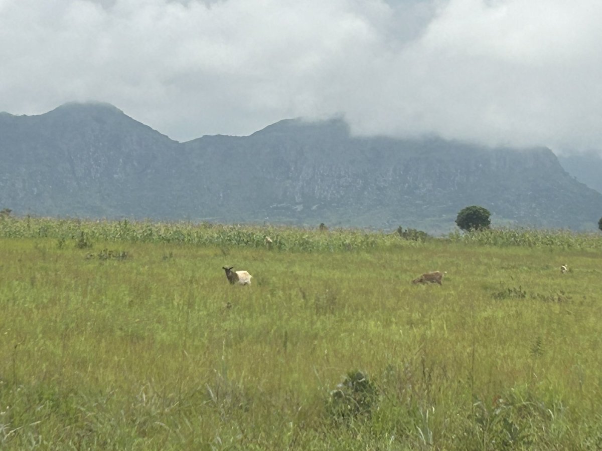 Grassland and smallholder fields below the escarpment of Angola's Central Plateau