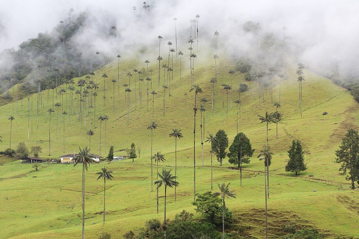 Wax palms and pasture in the Cocora Valley, Colombia